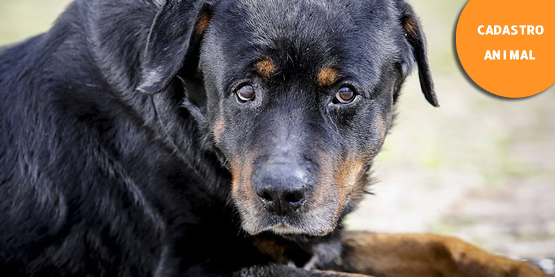 CADASTRO NACIONAL DOS ANIMAIS