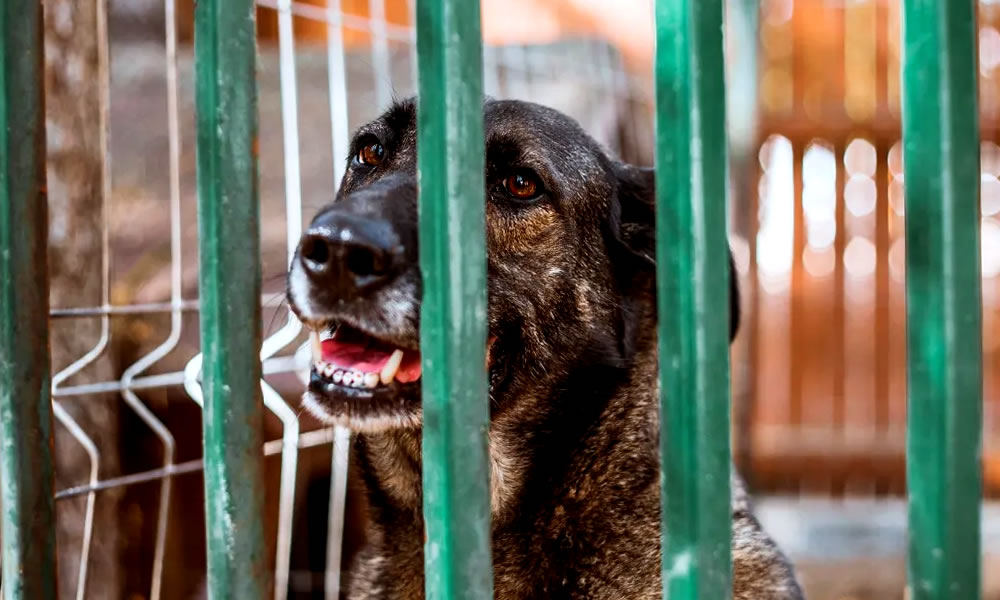 Jaraguá tem mais de 500 animais mantidos por ONGs