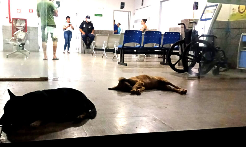 Cães de rua buscam abrigo no Hospital Estadual de Jaraguá