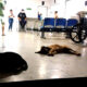 Cães de rua buscam abrigo no Hospital Estadual de Jaraguá