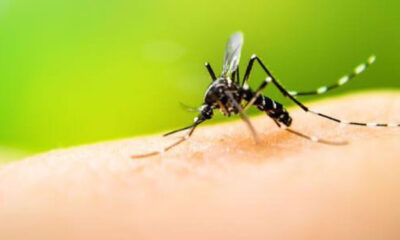 casos de dengue em jaraguá