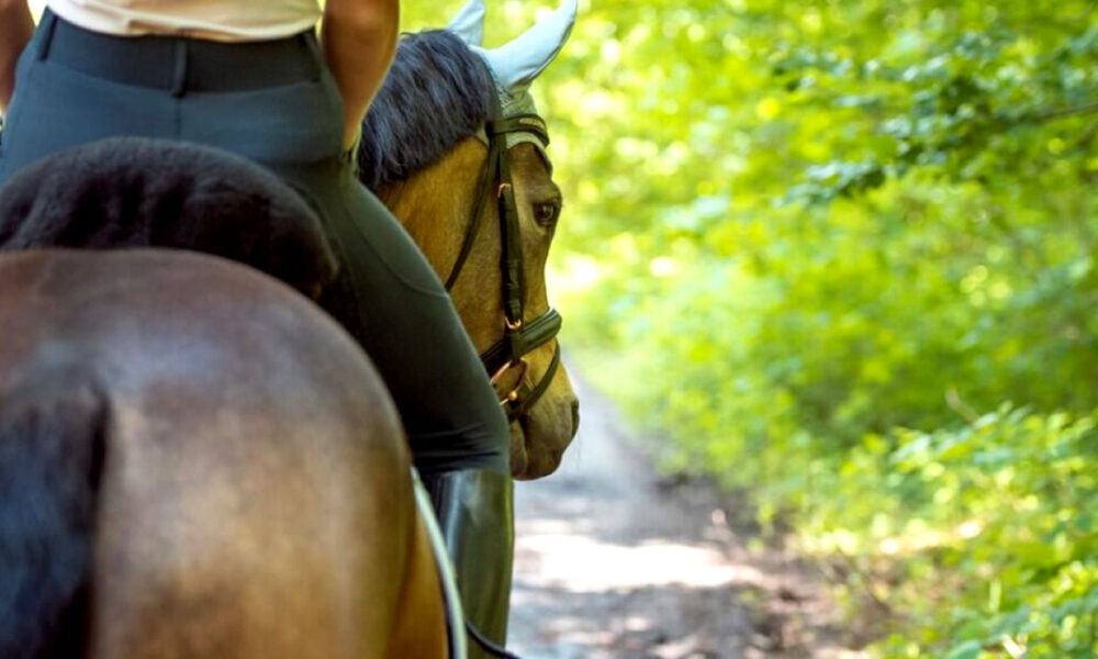 Aluguel de cavalos é outro mercado no período das Cavalhadas