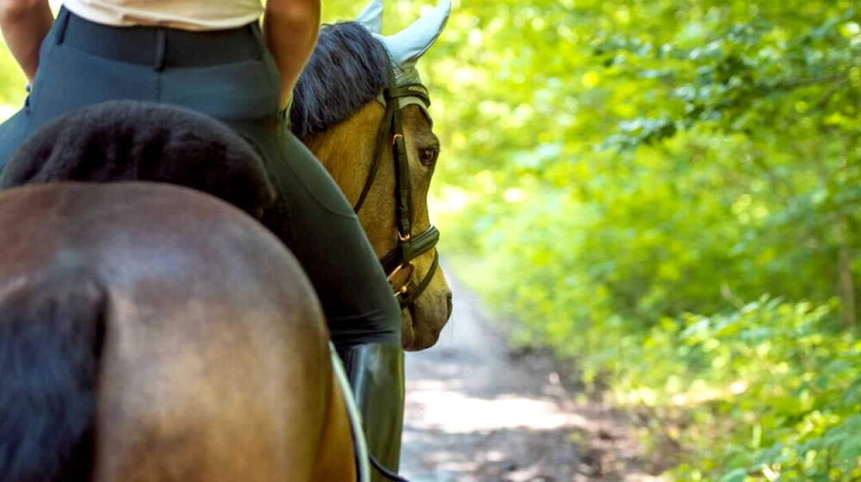 Aluguel de cavalos é outro mercado no período das Cavalhadas