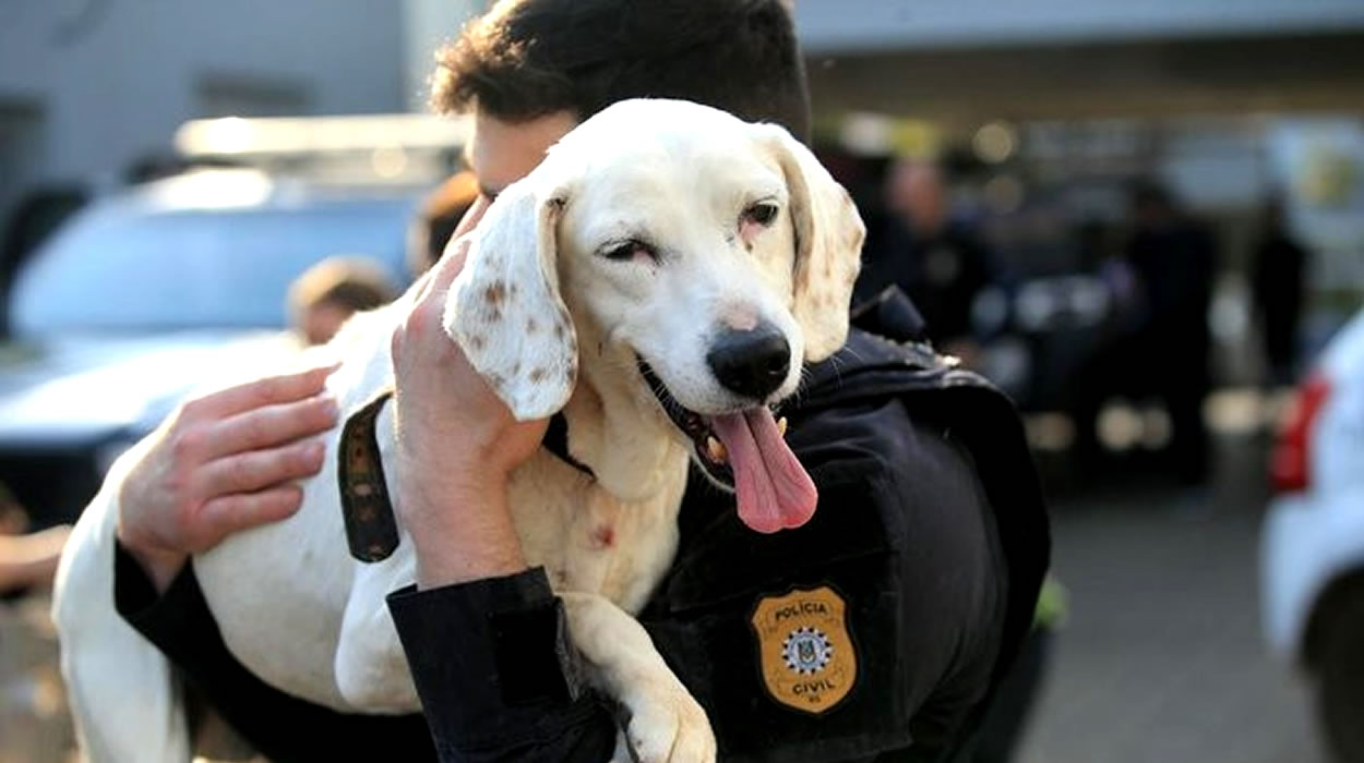 Resgate de animais sem mandado judicial é aprovado em Comissão