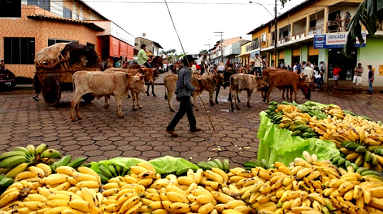 Projeto reconhece Itaguaru como a Capital Goiana da Banana