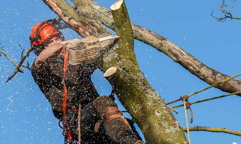 corte de árvores em jaraguá