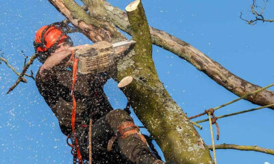 corte de árvores em jaraguá