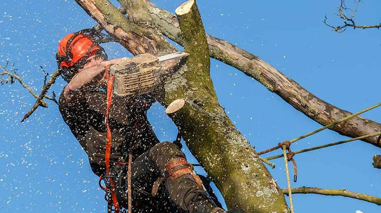 corte de árvores em jaraguá