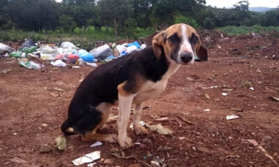 Retirada de cães do lixão