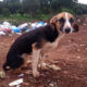 Retirada de cães do lixão