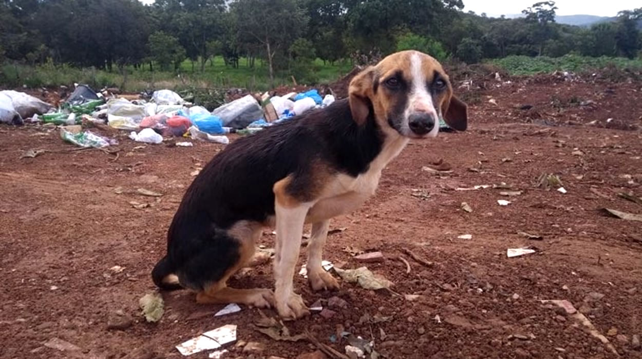 Retirada de cães do lixão
