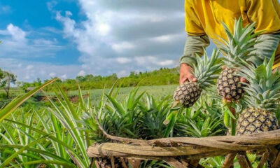 Vereadores criam o Mês do Abacaxi em Jaraguá