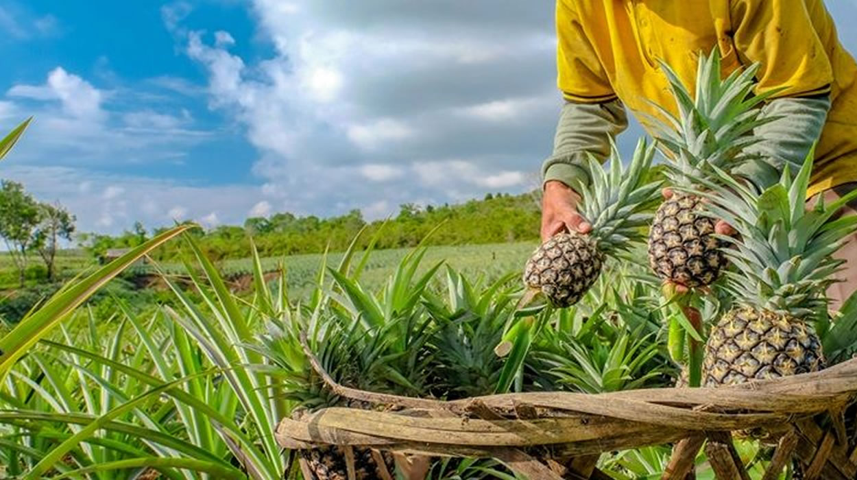Vereadores criam o Mês do Abacaxi em Jaraguá